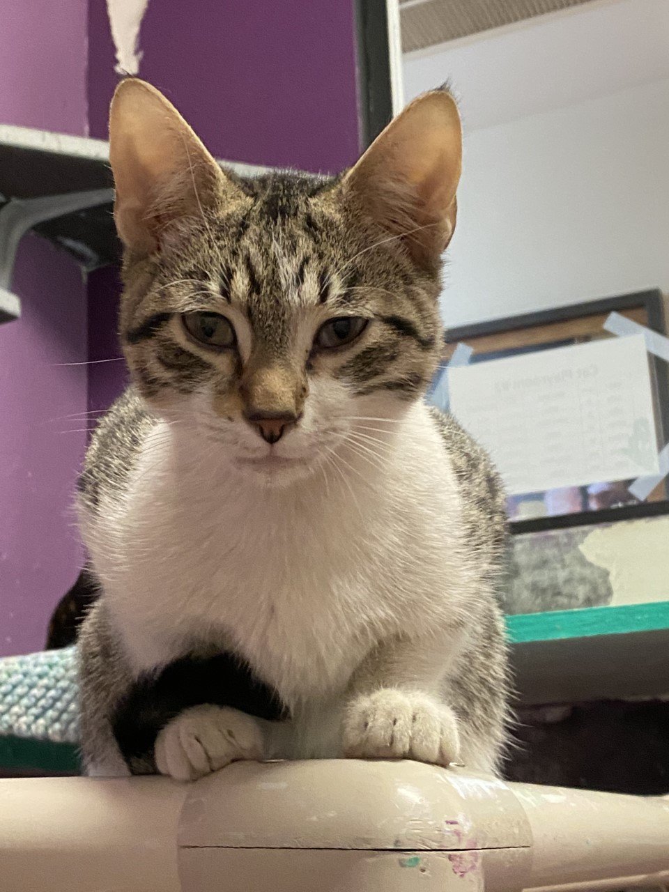 This cutie is Lawson. He is 6 months old and a bundle of love. Fun guaranteed with him in your life. [Photo courtesy Caloosa Humane Society]